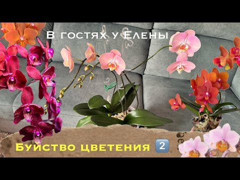 Видео: Обзор цветущих орхидей у Елены, часть 2. Катрин, Фантом, Афродита, Астрид, Папайя, Горизонт, Скорпио
