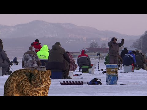 Видео: Зимняя рыбалка ,половили наваги ,встретили Амурского лесного кота.бух.Тихая заводь.