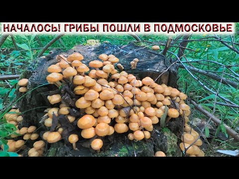 Видео: ❗ ГРИБЫ ПОШЛИ В ПОДМОСКОВЬЕ 26 ИЮНЯ 2024👉БЕЛЫЕ, ЛЕТНИЕ ОПЯТА, СЫРОЕЖКИ, МНОГО ЛИСИЧЕК!