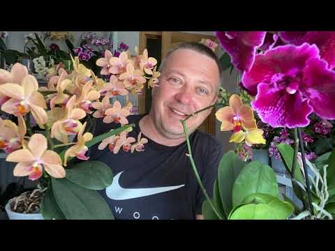 Видео: ПРАВИЛЬНЫЙ ПОЛИВ ОРХИДЕИ из магазина (ДЛЯ НОВИЧКОВ)