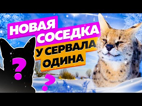Видео: У сервала Одина новая невеста? 😽 Комментарии чаузи Астрид с места событий!