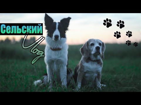 Видео: Сельский VLOG ~ Собак покусали ПЧЁЛЫ | Прогулки по полю с собаками