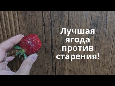 Видео: Лучшая ягода против старения! Продлевает жизнь! Омолаживает мозг! Природный источник Физетина.
