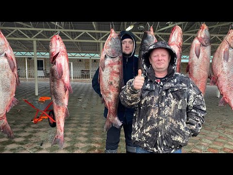Видео: ЛУЧШЕ ЛЮБОГО ШАШЛЫКА‼️Коктал из рыбы🐟рыба на костре🐟как приготовить