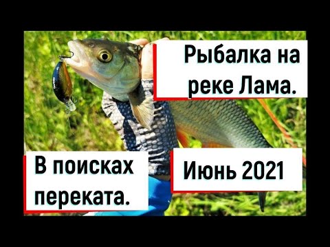 Видео: Рыбалка на реке Лама. В поисках переката. Вымученный голавль.