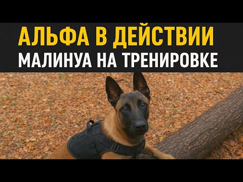 Видео: Альфа в действии / работа малинуа 