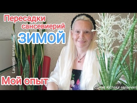 Видео: Бояться или нет?! Зимние пересадки сансевиерий. Мой опыт #сансевиерия #пересадкасансевиерии