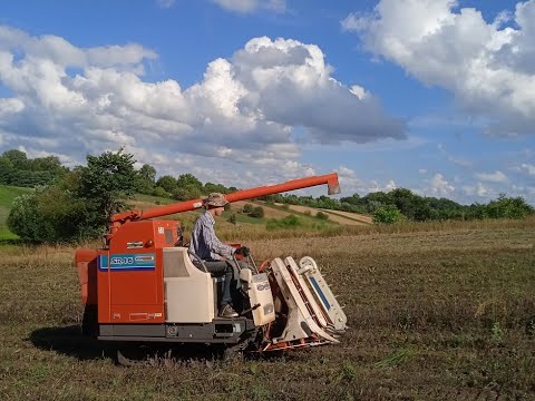 Видео: Зерноуборочный комбайн Kubota SR 16 / Третий сезон эксплуатации / Combine harvester Kubota SR 16.
