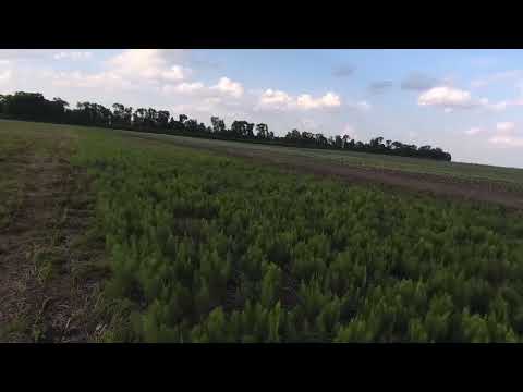 Видео: 01.06.22 Як "вжарити" хвоща? Дікогерб супер (агрітокс) на кукурудзі.