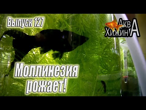 Видео: Самка моллинезии рожает мальков (Аква Хижина, выпуск 127)
