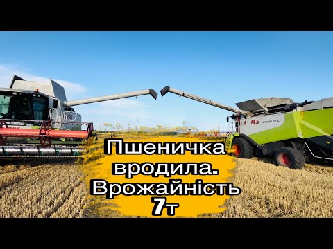 Видео: 🌾 Пшеничка ВРОДИЛА. Перегрузчики не встигають вивозити, комбайни в черзі на вигрузку.