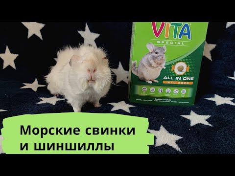 Видео: VITAKRAFT VITA SPECIAL ALL IN ONE / VITAKRAFT PELLETS // Можно ли МОРСКИМ СВИНКАМ КОРМ ДЛЯ ШИНШИЛЛ