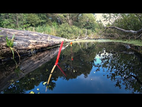 Видео: Он Хотел Утащить Удочку! Ловля Карпа, Карася на поплавок на утренней зорьке.