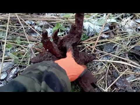 Видео: Лесной коп металла! 132 выпуск