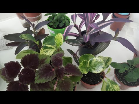 Видео: Комнатные цветы| Сеткреазия| Пеперомия| 2 часть