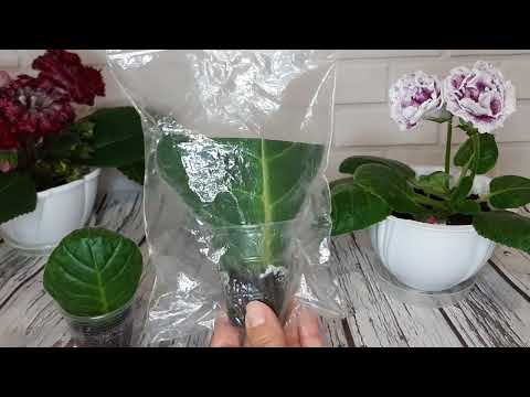 Видео: Укоренение листа глоксинии.Как это делаю Я.