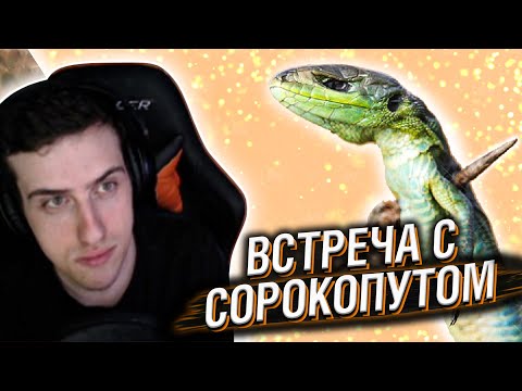 Видео: Hellyeahplay смотрит: Вот, Что Бывает, Когда Кто Либо Встречает Сорокопута