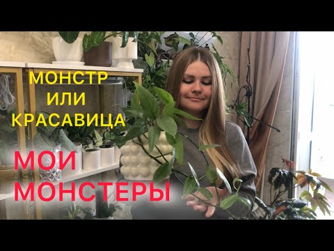 Видео: МОИ МОНСТЕРЫ | Обзор коллекции #комнатныерастения
