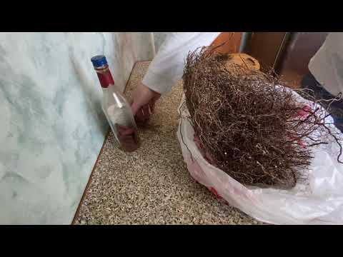 Видео: Настойка на пантах марала... Повторное использование пант..