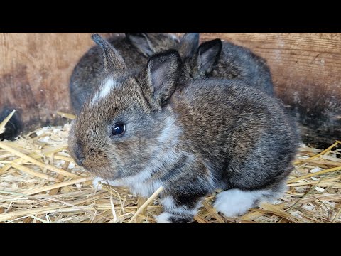 Видео: ОСМОТР ГНЕЗДА КРОЛЬЧИХИ НА 19 ДЕНЬ ПОСЛЕ ОКРОЛА🐰🐇🐇🐰🐰🐇🐰