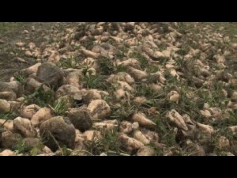Видео: Казахстанские фермеры могут получить 1,2 млн тонн сахарной свеклы