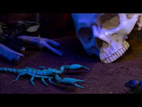 Видео: Пауки Сахалина и их тропические родственники