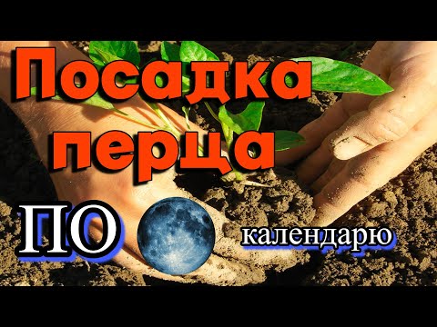 Видео: БОЛГАРСКИЙ ПЕРЕЦ ПО ЛУННОМУ КАЛЕНДАРЮ