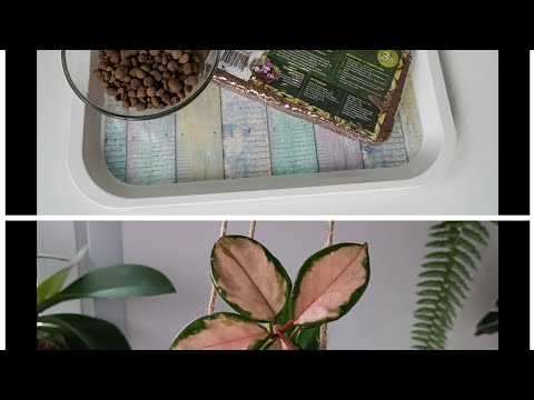 Видео: Пересадка Хойи Карноза Триколор/ Новые кашпо для Хой ✅ Hoya Carnosa Tricolor transplant/ Hoy pot