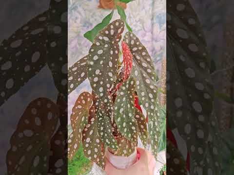 Видео: "Прогулки по полочкам" 3 серия. Дальше-больше 😉