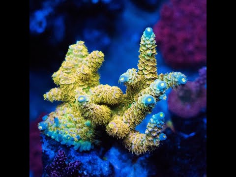 Видео: Тесты: Salifert Ca, Mg & Hanna No3, Po4