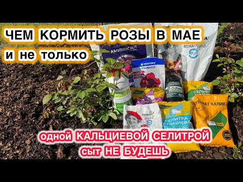 Видео: РОЗЫ В МАЕ | какие удобрения и когда нужно давать и не только!