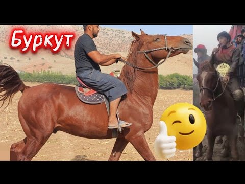 Видео: Буркут чыкты баа бериниздер
