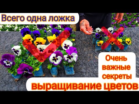 Видео: ОДНА ЛОЖКА ЭТОГО УДОБРЕНИЯ И РАССАДА БУДЕТ ИЗУМРУДНО ЗЕЛЁНОЙ. 📌Все секреты подкормок после пикировки