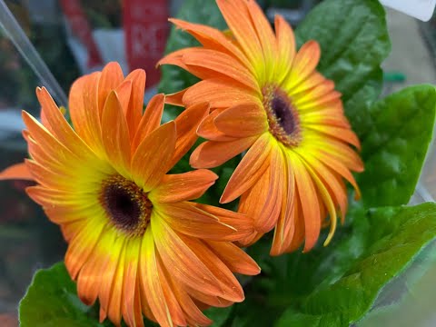 Видео: "ФЛОРА ГРУПП" ПРЕДПРАЗДНИЧНЫЙ ЗАВОЗ РАСТЕНИЙ 😍