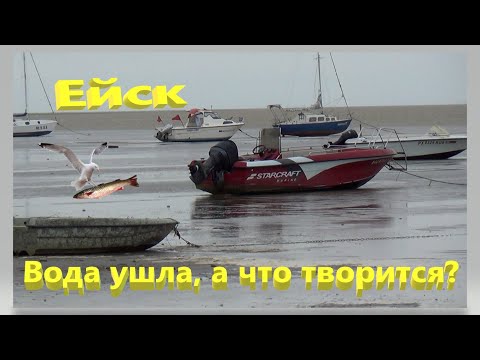 Видео: Воду угнало. Что творится на пляжах. Рыбу хоть руками собирай. Ейск.
