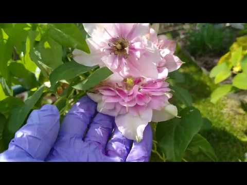 Видео: ПОСАДКА КЛЕМАТИСА НА ПМЖ. МОИ НОВЫЕ КЛЕМАТИСЫ .