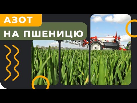 Видео: Азотне живлення зернових
