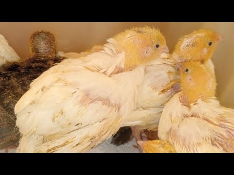 Видео: Перепелята 12 дней в квартире в прямом эфире! Ежедневный стрим!