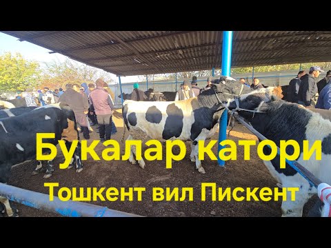Видео: Тошкент вилояти Пискент тум чорва бозори букалар катори 12.11.2025
