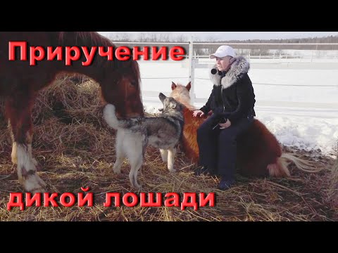 Видео: Дикие кони. Вопросы о приручении и содержании.