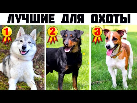 Видео: 7 Лучших универсальных охотничьих пород собак (Часть 2)