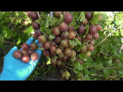 Видео: ГАЛАТЕЯ, ОРФЕЙ, ЗВЕЗДОЧЁТ. Лучшие сорта крыжовника. / Коллекция Светланы Татур.