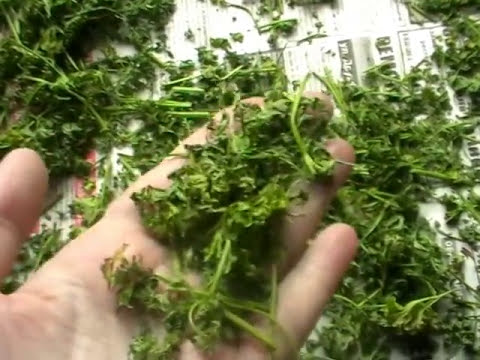 Видео: Как сушить петрушку и в чём хранить?