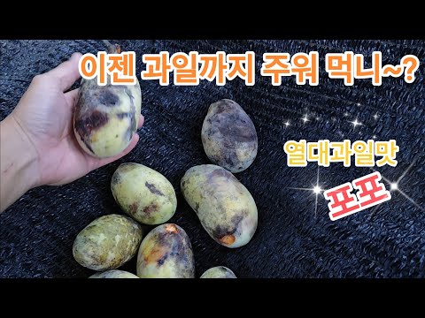 Видео: Деревенщина, металлолом по дороге на работу, находка бойлера, тополь, шоу по поеданию плодов топо...