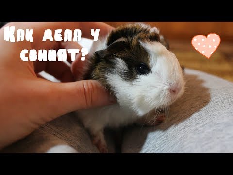 Видео: КАК ПОЖИВАЮТ СВИНЯТА? | ПЕРВАЯ ПРОГУЛКА! | PetMania