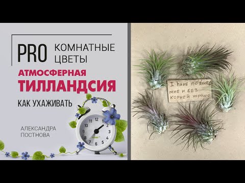 Видео: Необычное комнатное растение. Чудо природы - Тилландсия атмосферная.