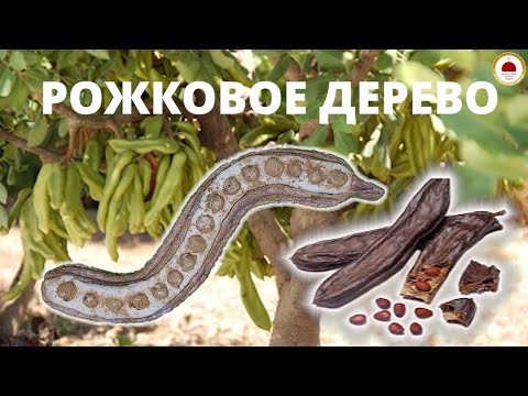 Видео: ПЛОДЫ РОЖКОВОГО ДЕРЕВА новый !!! МАСТЕР-КЛАСС только под КОНТРОЛЕМ!!! ВЗРОСЛЫХ!!!