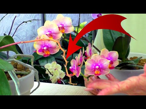Видео: Секреты обрезки цветоноса орхидеи: Заставьте ее расцвести снова на старых цветоносах!