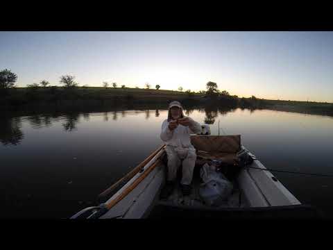 Видео: Квок с круглым пятачком. Сомик на куриную печень. Опыт Юрия Философа 2019 год.