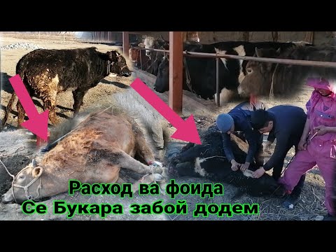 Видео: 3 - СЕ БУКАРА ЗАБОЙ ДОДЕМ РАСХОД ВА ФОИДА БИНЕД ЧИ ШУД 1 февраля 2021 г.